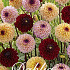 Dahlia Jill mix x 3 I .