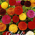 Dahlia Pompon Mix x 5 I .