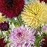 Dahlia Ruffled mix x 3 I .