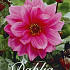 Dahlia Special Fascination x 3 I .