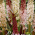 Eucomis Mix x 4  14/16