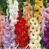 Gladiolus Mixed x25  12/14