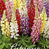 Lupinus Mixed x 5 I .