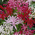 Nerine Bowdenii Mixed x5  12/14