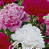 Paeonia mixed x 3 I .