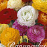 Ranunculus Mixed x25  5/6