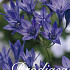 Triteleia Queen Fabiola x100  5/6