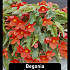 Begonia Pendula Rood x40 8/+