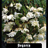 Begonia Pendula Wit x40 8/+