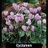 Cyclamen Hederifolium x25 30/+