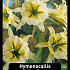 Hymenocallis festallis sulpher Queen x 20 20/+