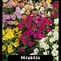 Mirabillis Jalapa x100 I .