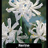 Nerine Bowdenii Alba x75 14/16