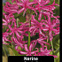 Nerine Bowdenii x50 16/+