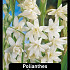 Polianthus Tuberosa x 15 24/+