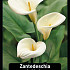 Zantedeschia Aetiopica x25 18/+