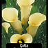 Zantedeschia Black Eyed Beauty x25 24/+