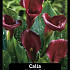 Zantedeschia Majestic Red x25 24/+