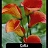 Zantedeschia Mango x25 24/+