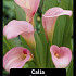 Zantedeschia Rehmanii x25 24/+