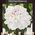 Paeonia Festiva Maxima x1 3/5 - eyes 