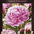 Paeonia Sarah Bernhardt x1 3/5 - eyes 