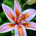 Lilium Asiatic Tribal Dance x 2 16/18