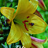 Lilium Golden Splendor x 2 16/18