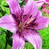 Lilium Oriental Morpho Pink x 2 16/18