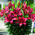 Lilium Salinero x 2 16/18