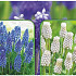 Muscari 120 x 40 .