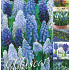 Muscari 50 x 70 .