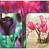 Tulipa 120 x 40 .