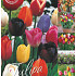 Tulipa 50 x 70 .