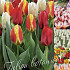 Tulipa 50 x 70 .