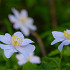 Nemerosa Robinsoniana  .