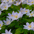 Nemerosa Robinsoniana  .