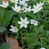 Nemorosa White .