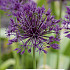 Allium Purple Rain x 3  10/12