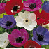 Anemone de Caen Mix x10 5/6