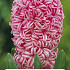 Hyacinthus Jan Bos x2 14/15