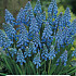 Muscari Armeniacum x10 7/8