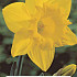 Narcissus Dutch Master x3 14/16