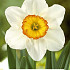 Narcissus Flower Record x3 14/16