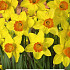 Narcissus Red Devon x3 14/16