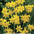 Narcissus Tete a Tete x5 12/14