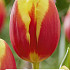 Tulipa Triumph Denmark x5 10/11