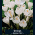 Crocus Jeanne d'Arc x10 8/9