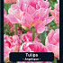 Tulipa Angelique x7 12/+