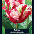 Tulipa Estella Rijnveld x7 12/+